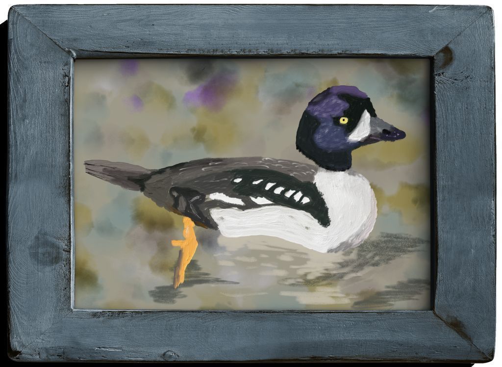 Barrows Goldeneye (Bucephala islandica)